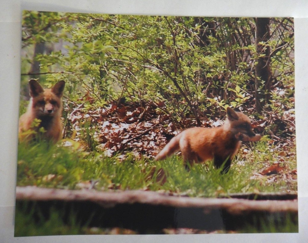 Adorable and amazing Red Fox playing with stick 8×10 photo, Wildlife Photography