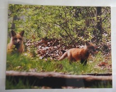 Adorable and amazing Red Fox playing with stick 8×10 photo, Wildlife Photography