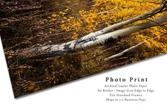 Forest Photography Print – Vertical Picture of Aspen Trees in Wyoming