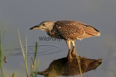 Black Crowned Night Heron Photo, Pick One Image – Various Sizes