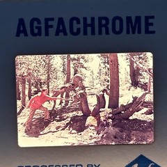Lot Of 40 Vintage California Redwoods Ski Vacation Amateur 35mm Color Slides