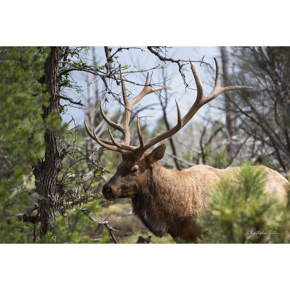 Elk Fine Art 13″ x 19″ Framed Archival Print