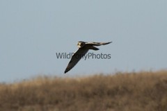 Short Eared Owl Photo, Pick One Image – Various Sizes