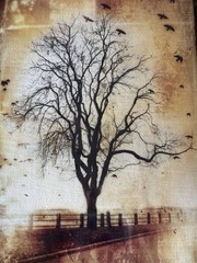 Javier Lopez Rotella Tree with Birds Framed Mixed Media 5X7 Photography