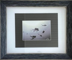 SAILFISH Baitball Signed Chris Doherty 5×7 B/W Photo | Matted & Framed 16.5×13.5