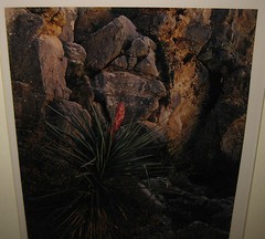 VINTAGE JIM CLINTON BONES LISTED NEW MEXICO NARROW LEAF YUCCA FLOWER PHOTOGRAPH