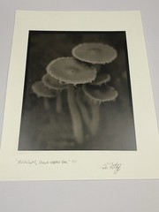 Jim Fitzgerald Mushrooms Skunk Cabbage Trail Signed Photograph Carbon Transfer