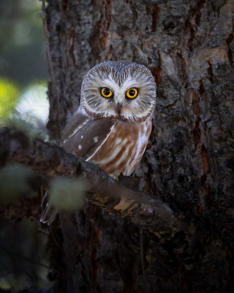 Northern Saw Whet Owl Fine Art Wildlife Photography Print