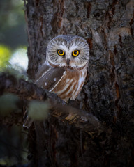Northern Saw Whet Owl Fine Art Wildlife Photography Print