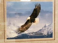 Millcreek Wildlife Reflections Eagle Photo Hand Signed Framed 19 3/4×16″ 24″x30″