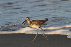 Willet Photo, Pick One Image – Various Sizes