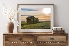 Country Photography Print – Picture of Abandoned House and Cows in Oklahoma