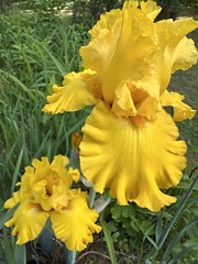 Yellow Iris Digital Photo