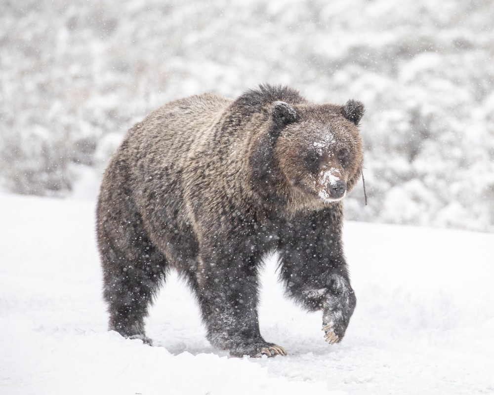 Grizzly Bear in Snow 8″x10″ Photograph Print 8×10