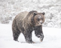 Grizzly Bear in Snow 8″x10″ Photograph Print 8×10