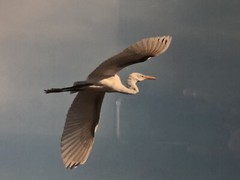 Flying Great Egret Bird Framed Picture 14.75 x 16.5”. Beautiful Piece.