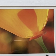 California Poppy Flower Art Photograph Signed & Framed