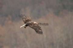 Eagle Photo 1, Pick One Image – Various Sizes