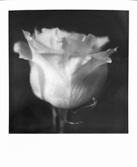 Flower Photograph Original Art Polaroid By Bugsy Shutterbug