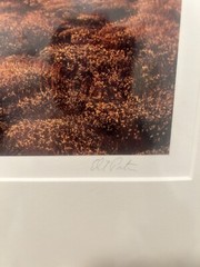 Eliot Porter Signed Photograph Baja Volcano At Sunset 1966 Edition Of 300