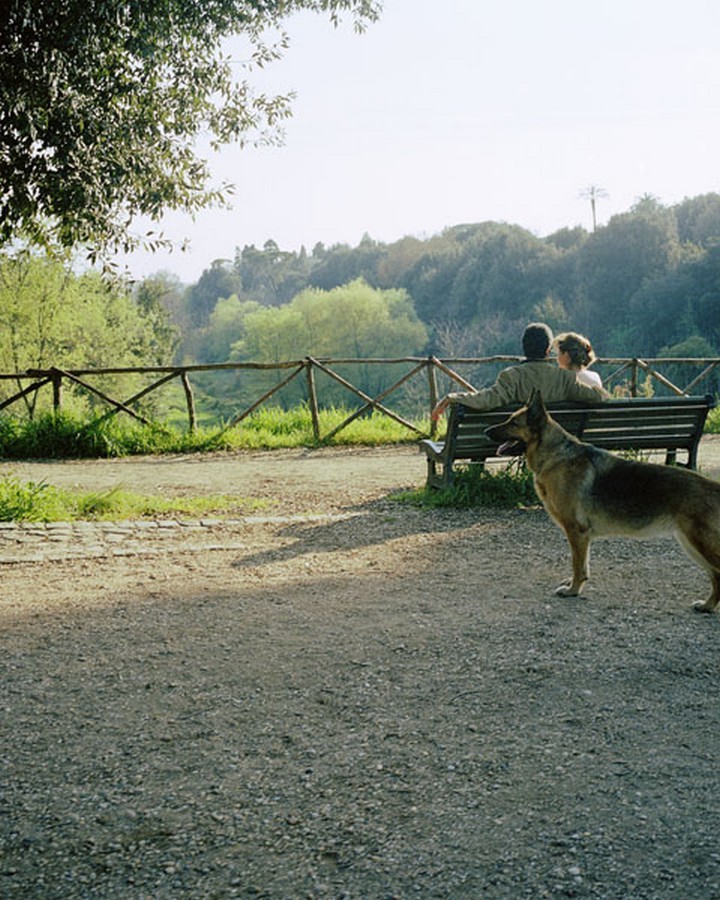 JOHN DIVOLA ‘7 Dogs’ SIGNED Photograph in Limited Edition ‘One Picture Book’ NEW