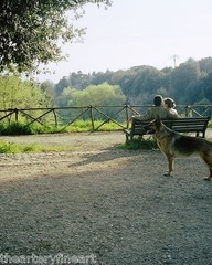 JOHN DIVOLA ‘7 Dogs’ SIGNED Photograph in Limited Edition ‘One Picture Book’ NEW