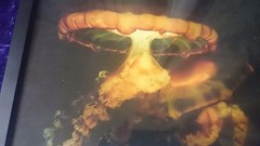 JELLYFISH by GAIL OTTENHEIMER – THE FRAMED SCIENCE NATURE PHOTOGRAPH 14×11 Inche