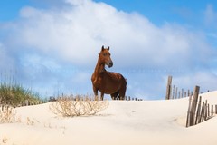 OBX Photography Print – Picture of Wild Horse Outer Banks Corolla North Carolina
