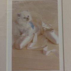 Susan Schilling 1986 Photography. Kitten and Ballet Shoes. 8 x 10