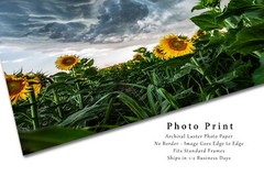 Country Wall Decor Art Print of Sunflowers Under Storm Clouds in Kansas