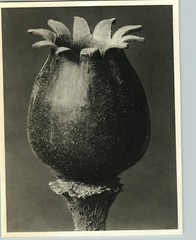 1942 Original BOTANICAL Night-Flowering Catchfly Photo Art KARL BLOSSFELDT