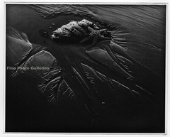 1955 Original PHILIP HYDE Olympic Ocean Strip Beach Starfish Silver Photograph