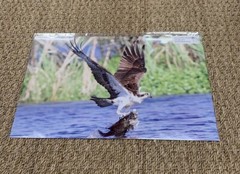 11”x17” Osprey “Caught One” At Huntington Bch, SC Larry McCrea Photography.