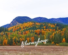 BEAUTIFUL FALL/AUTUMN FOLIAGE PACIFIC NORTHWEST HILLS MOUNTAINS! 8 x 10 Photo