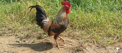 Virtual Photo Digital Image Picture for Wallpaper Background Home Rooster