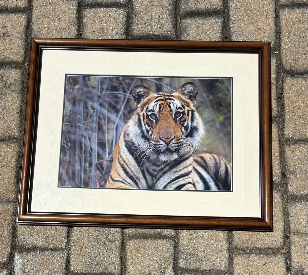 Thomas Mangelsen, Survivor–Bengal Tiger, Out of Print, Signed, Limited Edition
