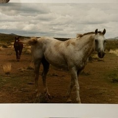 Janine Gordon Photograph 20×24″ C-print Edition 2 Horses Marfa Texas Signed