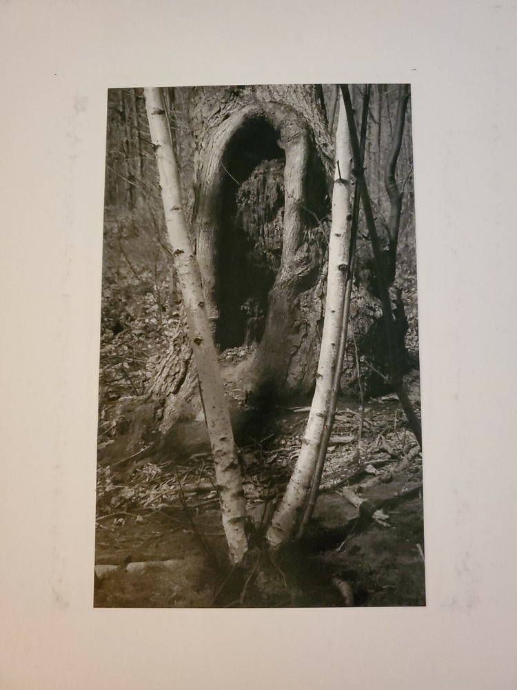 TWIN TREES ORIGINAL SIGNED ART PHOTO B&W STETTNER VTG MATTE NJ CAMERA