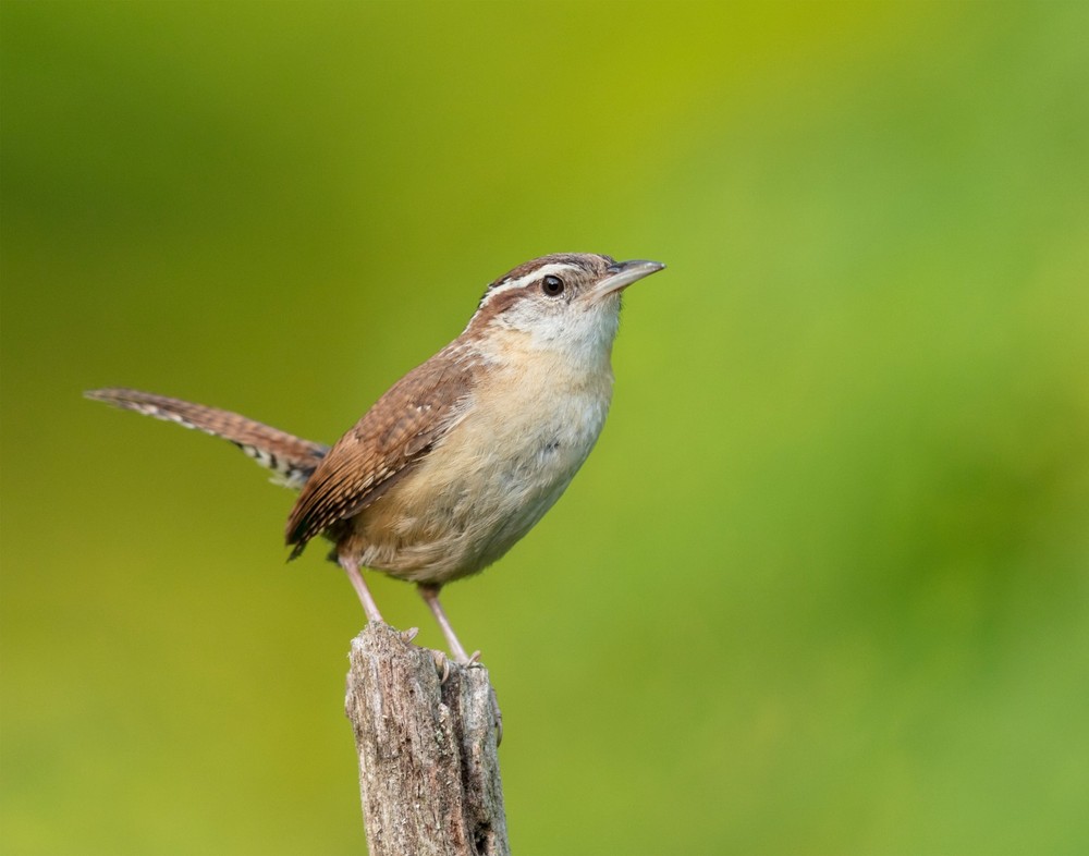 Carolina Wren 11×14 Photograph Print 11″x14″ #2
