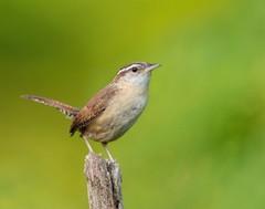 Carolina Wren 11×14 Photograph Print 11″x14″ #2