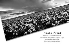 Cotton Field Photography Print | Black and White Picture | Oklahoma Photo
