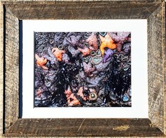 RODNEY LOUGH JR ORIG FRAMED GICLEE PHOTOGRAPH POINT REYES CALIFORNIA TIDE POOLS