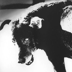 Daido Moriyama – Signed – Stray Dog – Misawa, Japan – Magnum 6″x6″