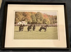 Martha Stewart Photography Collection FRAMED Photo Friesian Horses In Paddock