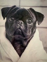 «Ready for my Bath» 2D Flat, Pug in Bathrobe Canvas Wall Photo. Frame 9″x13″