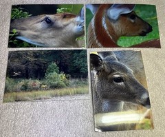 105 Nature Art Photographs 6×4” & 5.25 x4” Vibrant Colorful & 4 Post Cards
