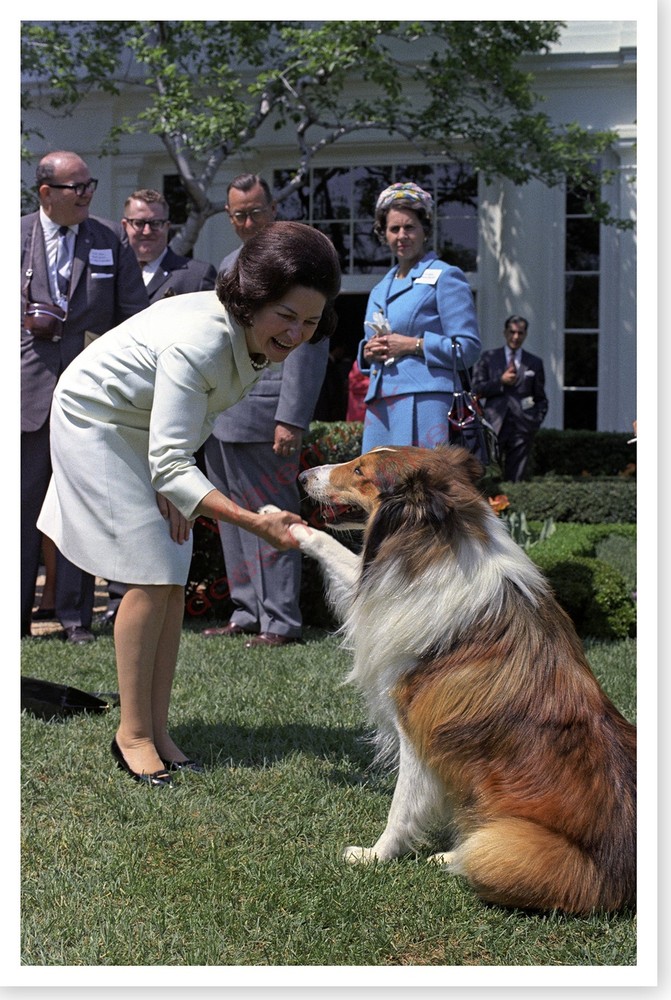 First Lady Bird Johnson Shaking Paws With Lassie Dog 1967 Silver Halide Photo