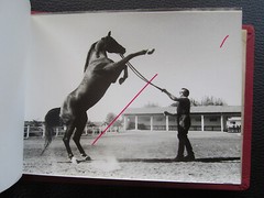Bulgaria? 1958 15 Photos Equestrian Horse Stud Breeding Racing Jockey