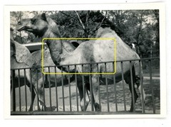 17 photos zoo zoological garden Berlin 1933 lions elephants leopards walrus