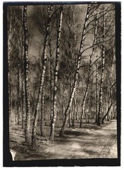 Photograph W. Apel, Berlin, view Schwerin/Warthe, Birch Forest